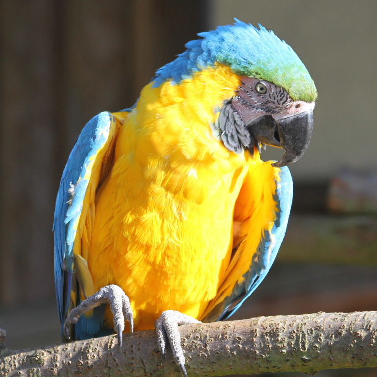 Blue and gold