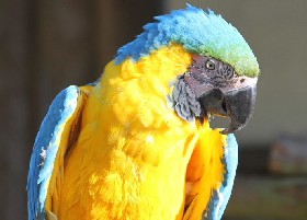 Blue and Gold