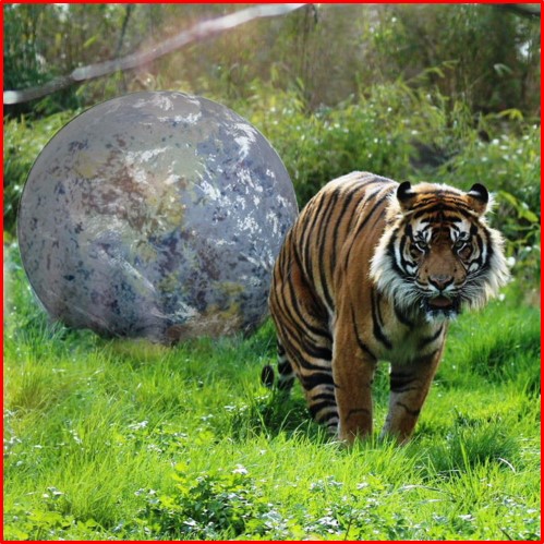 Bye-bye Year of Tiger