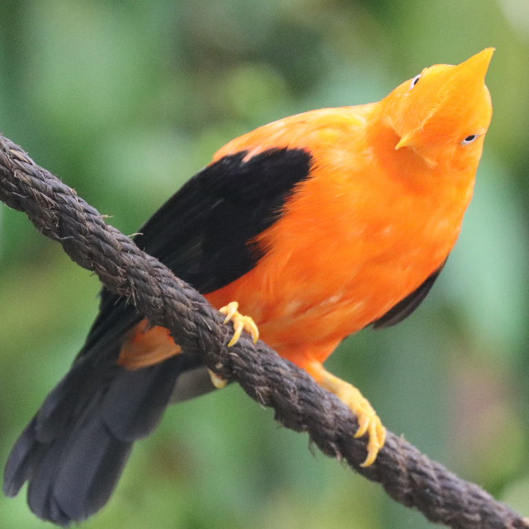 Don't know what is orange