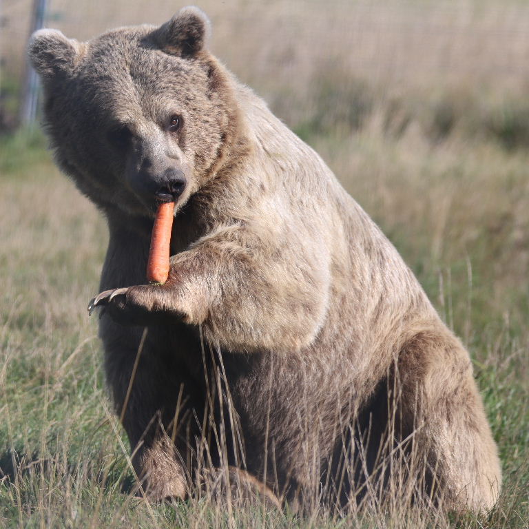 Carrot