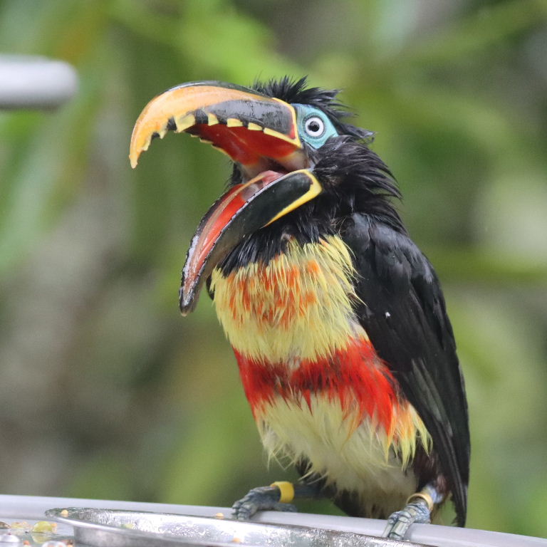 Aracari