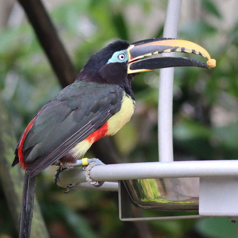 Aracari