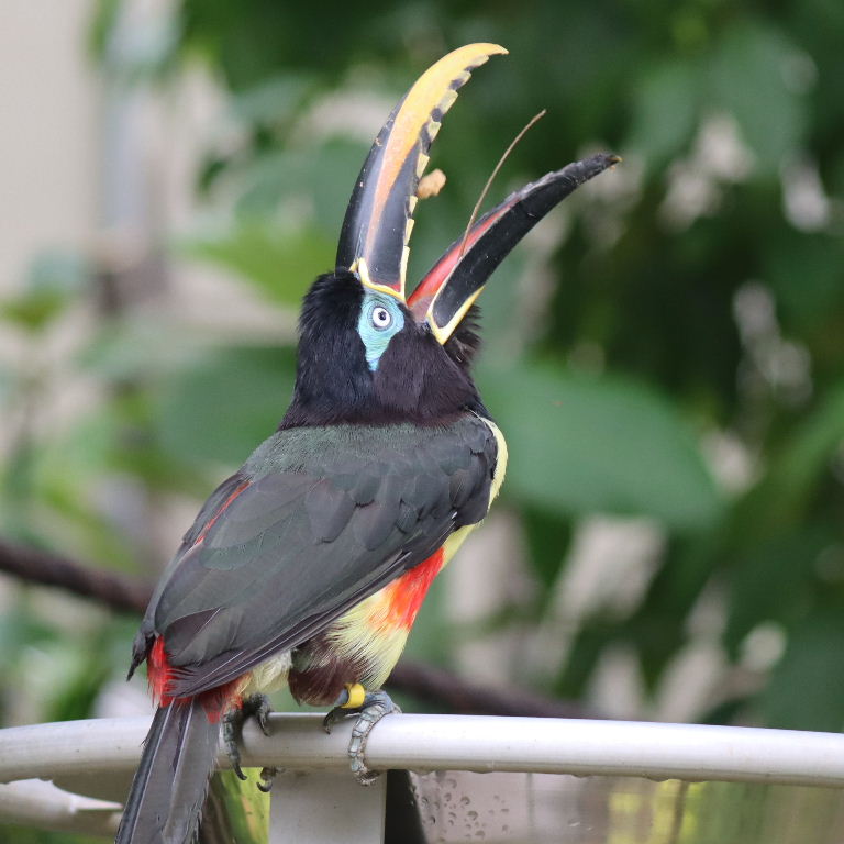 Aracari