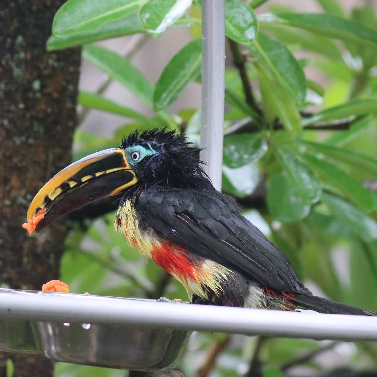 Aracari