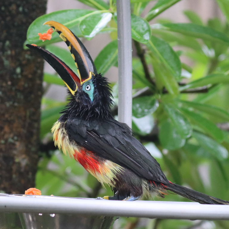 Aracari