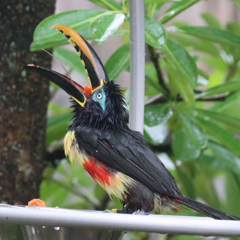 Aracari