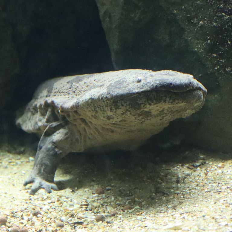 Giant Salamander