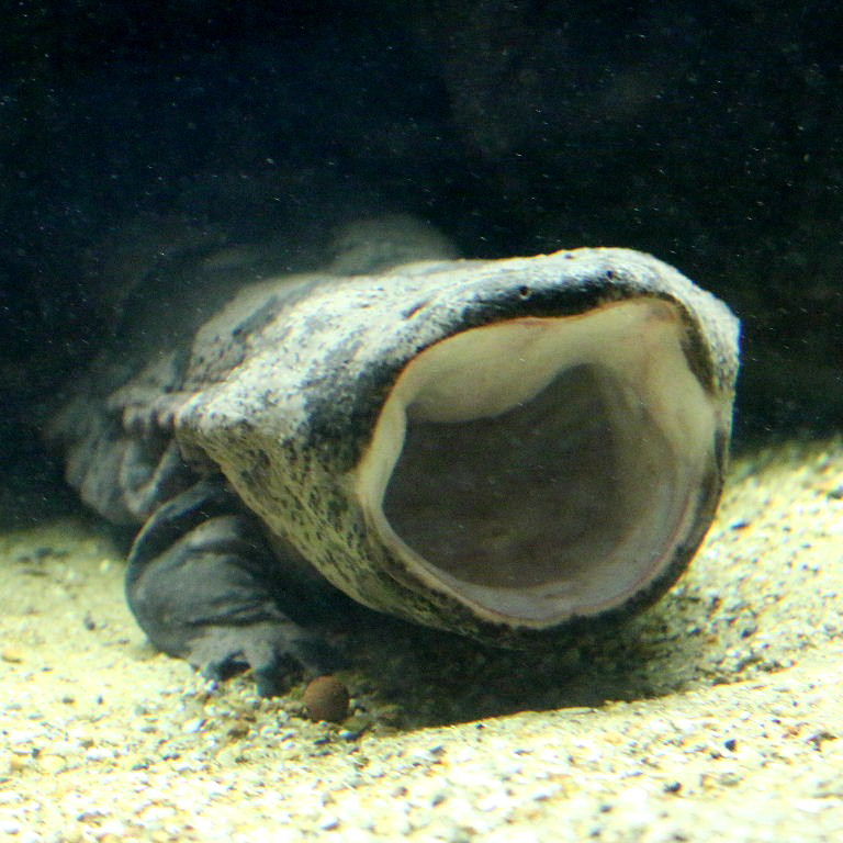 Giant Salamander