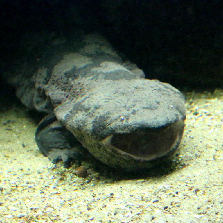 Giant Salamander