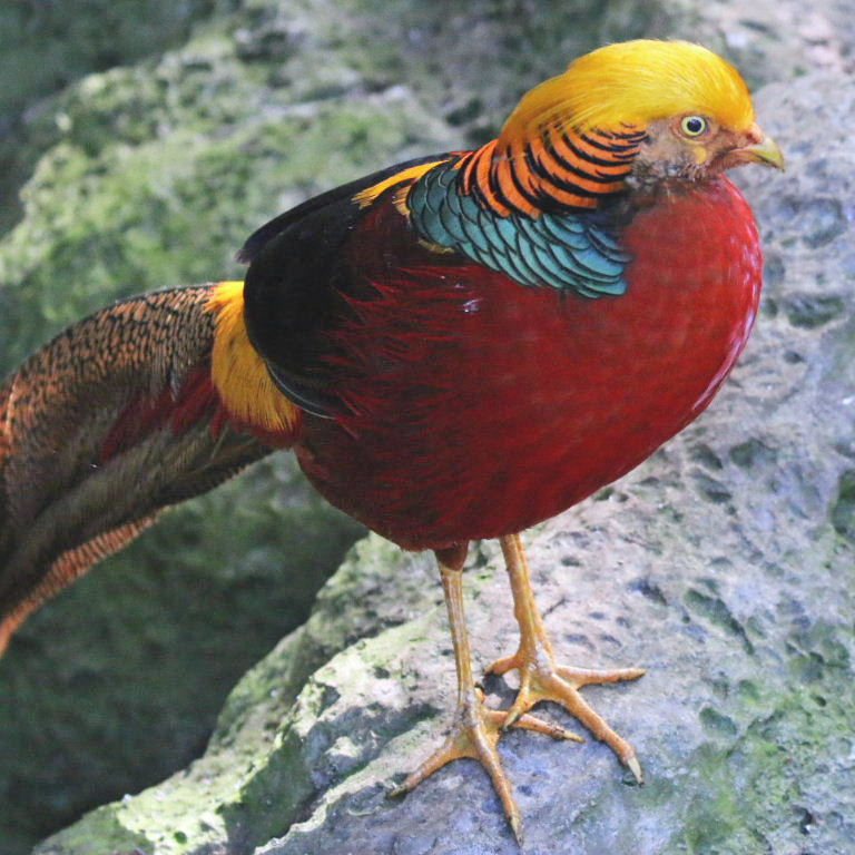 Pheasant