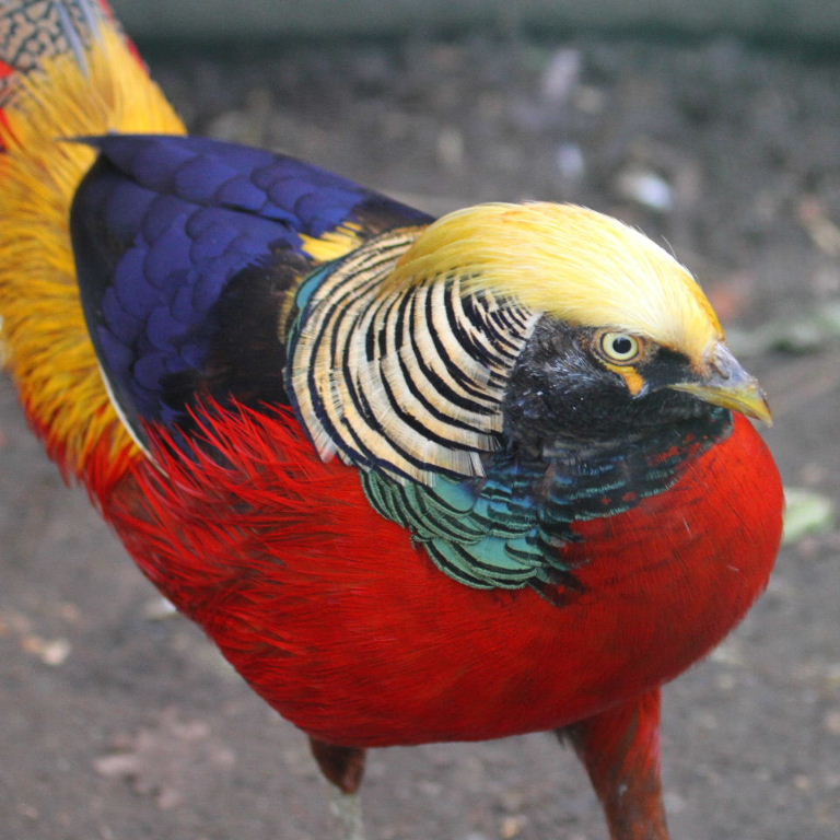 Pheasant