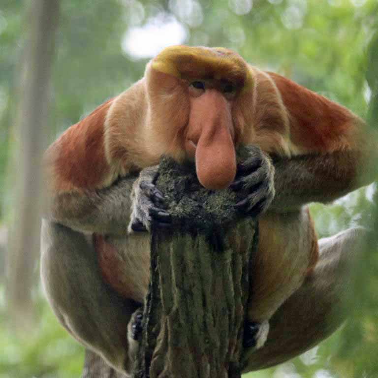 Proboscis