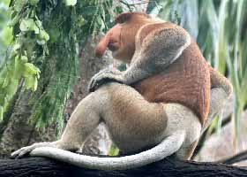 Proboscis