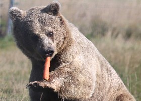 Carrot