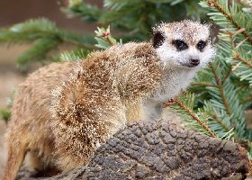 Meerkats in a fir tree