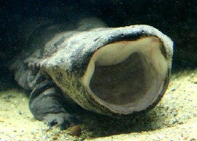 Newt 2024