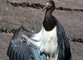 Storker flasher