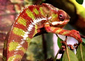 Chameleon