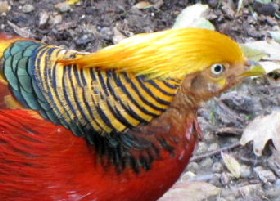 Yellow hair