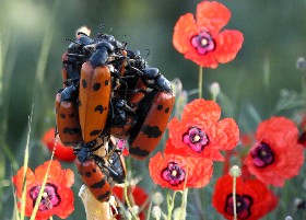 Poppyfields