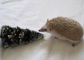 Yule hog