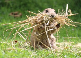 Straw for manger