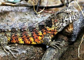 Crocodile rock