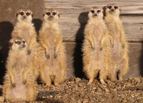 Usual suspects