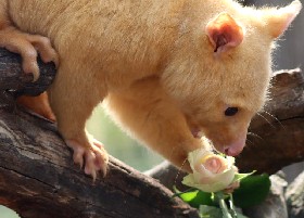 Valentine's rose