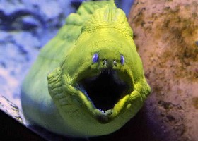 That's a moray