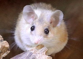 Mouse