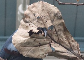 Leaf