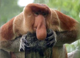 Proboscis