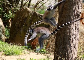 High jump