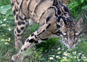 Cat and flowers