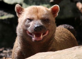 Dog laugh