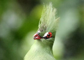 Hair gel