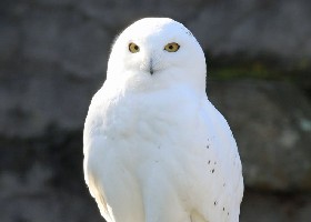 Ghost, Day of the Dead