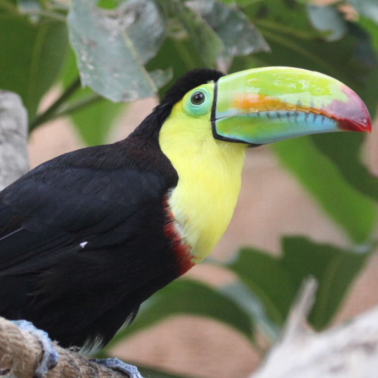 Toucan