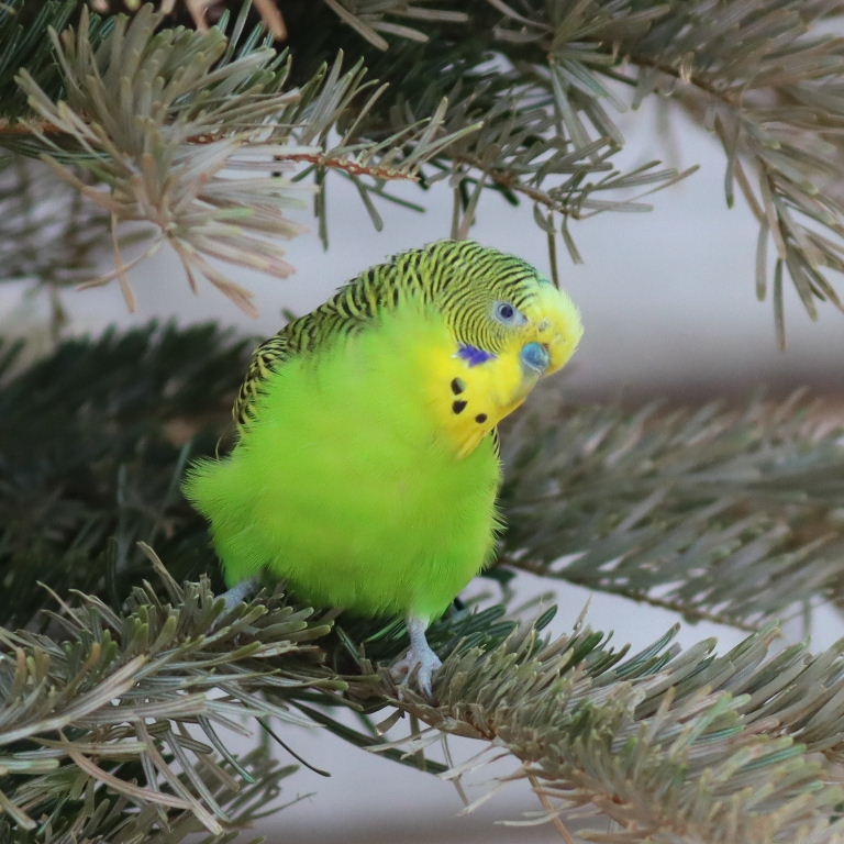 Decorating Christmas Tree