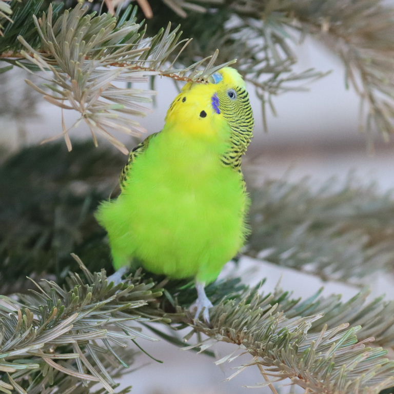 Decorating Christmas Tree