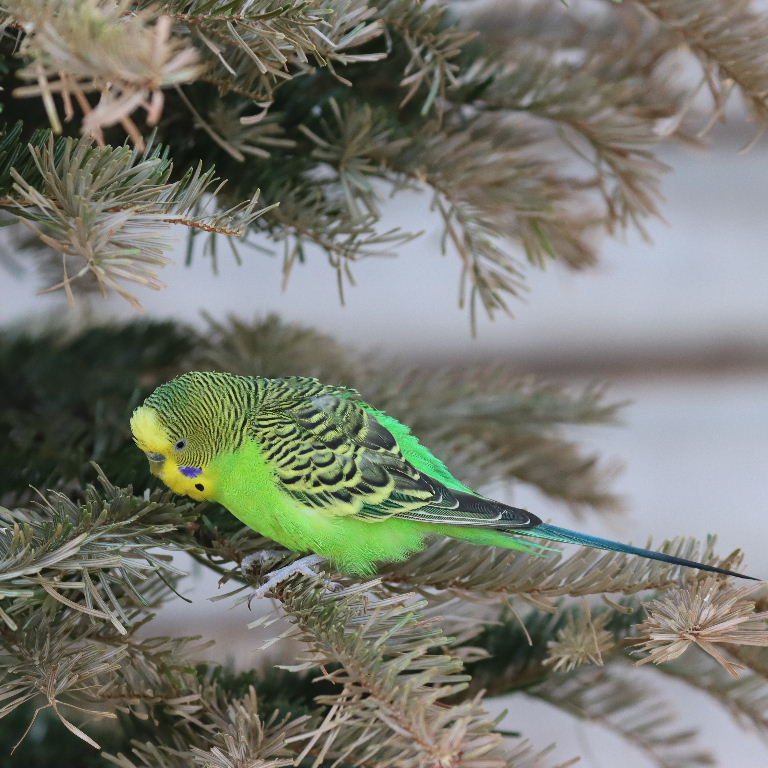 Decorating Christmas Tree