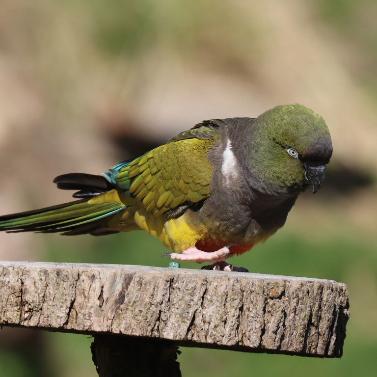 Turning on Christmas lights