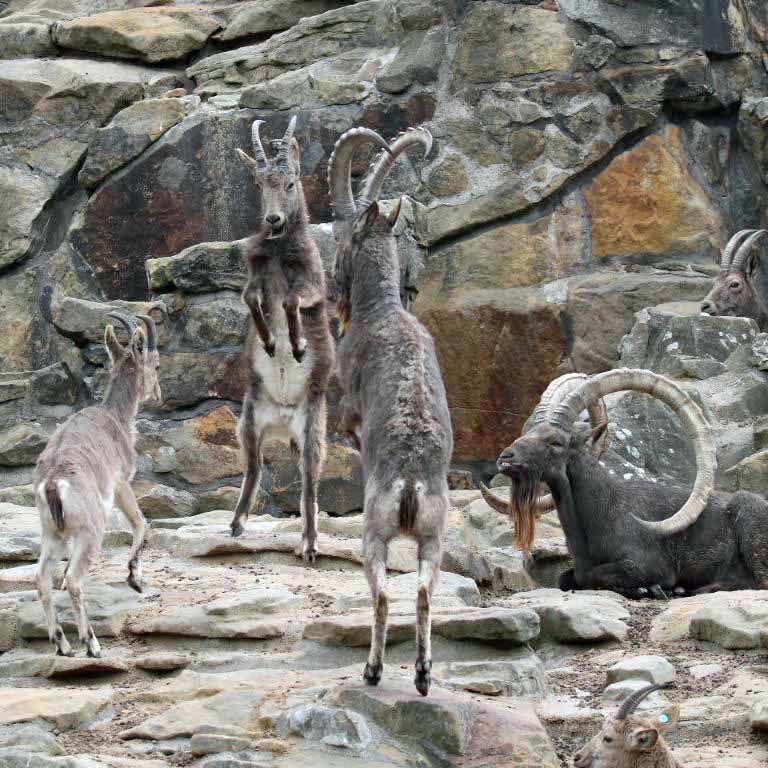 Generations fighting