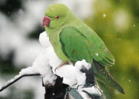 Parakeet in snow