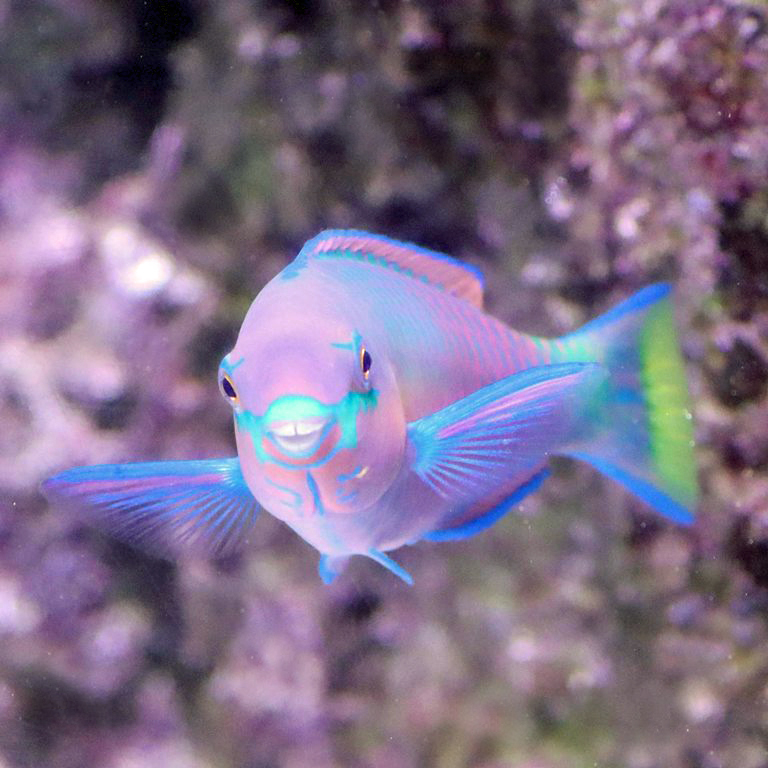 Quoy parrotfish