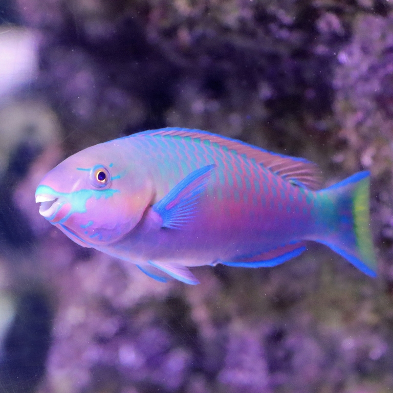 Quoy parrotfish