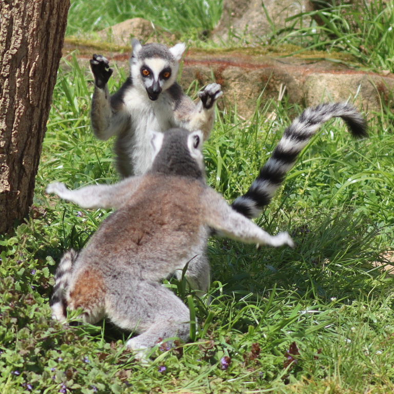 Lemur kickboxing