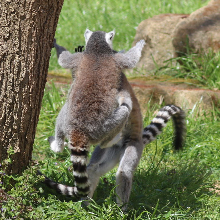 Lemur kickboxing
